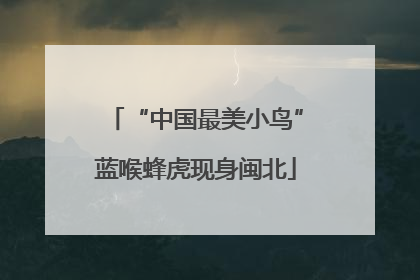 “中国最美小鸟”蓝喉蜂虎现身闽北
