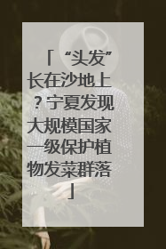 “头发”长在沙地上？宁夏发现大规模国家一级保护植物发菜群落