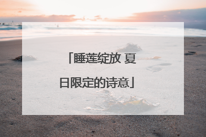 睡莲绽放 夏日限定的诗意