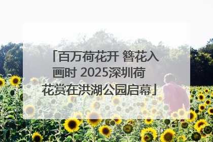 百万荷花开 簪花入画时 2025深圳荷花赏在洪湖公园启幕