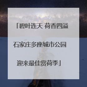 碧叶连天 荷香四溢 石家庄多座城市公园迎来最佳赏荷季