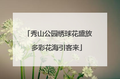 秀山公园绣球花盛放 多彩花海引客来