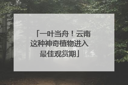 一叶当舟!云南这种神奇植物进入最佳观赏期