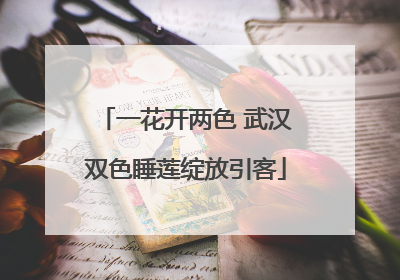 一花开两色 武汉双色睡莲绽放引客