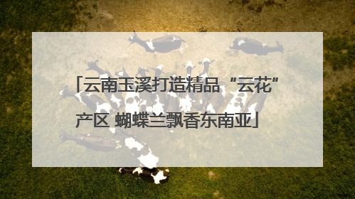 云南玉溪打造精品“云花”产区 蝴蝶兰飘香东南亚