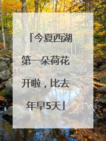 今夏西湖第一朵荷花开啦，比去年早5天