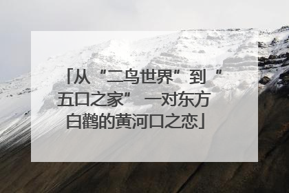 从“二鸟世界”到“五口之家” 一对东方白鹳的黄河口之恋