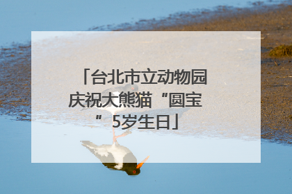 台北市立动物园庆祝大熊猫“圆宝”5岁生日