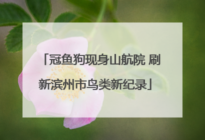 冠鱼狗现身山航院 刷新滨州市鸟类新纪录