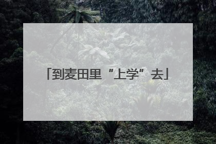 到麦田里“上学”去