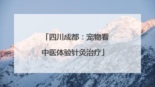 四川成都：宠物看中医体验针灸治疗