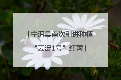 宁洱县首次引进种植“云淀1号”红薯