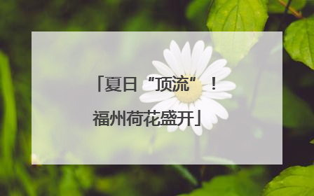夏日“顶流”！福州荷花盛开