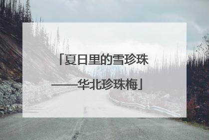 夏日里的雪珍珠——华北珍珠梅
