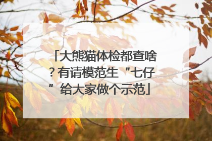 大熊猫体检都查啥？有请模范生“七仔”给大家做个示范