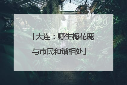 大连：野生梅花鹿与市民和谐相处