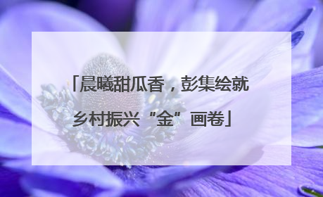 晨曦甜瓜香，彭集绘就乡村振兴“金”画卷