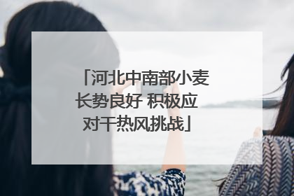 河北中南部小麦长势良好 积极应对干热风挑战