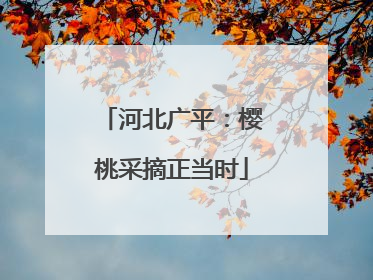 河北广平：樱桃采摘正当时