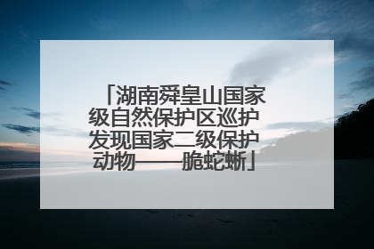 湖南舜皇山国家级自然保护区巡护发现国家二级保护动物——脆蛇蜥