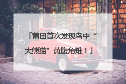 莆田首次发现鸟中“大熊猫”黄腹角雉！