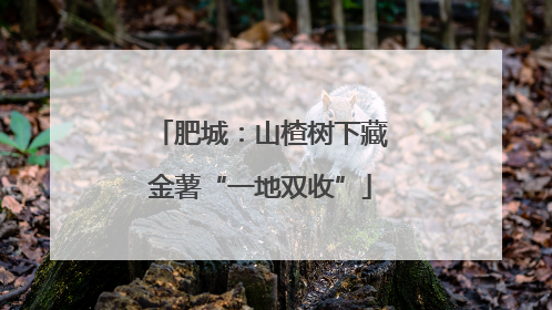 肥城：山楂树下藏金薯“一地双收”