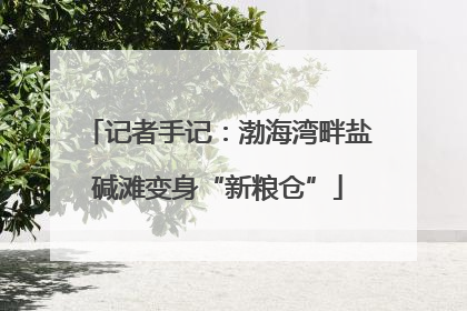 记者手记：渤海湾畔盐碱滩变身“新粮仓”