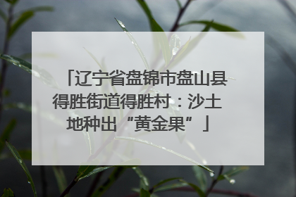 辽宁省盘锦市盘山县得胜街道得胜村：沙土地种出“黄金果”
