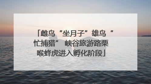 雌鸟“坐月子”雄鸟“忙捕猎” 峡谷旅游路栗喉蜂虎进入孵化阶段