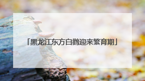 黑龙江东方白鹳迎来繁育期