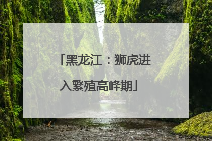 黑龙江：狮虎进入繁殖高峰期