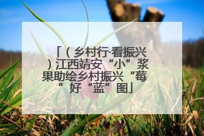（乡村行·看振兴）江西靖安“小”浆果助绘乡村振兴“莓”好“蓝”图