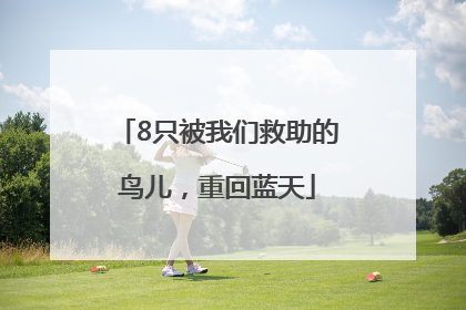 8只被我们救助的鸟儿，重回蓝天